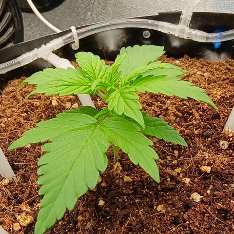 Неизвестный генетический growlog timeline photo