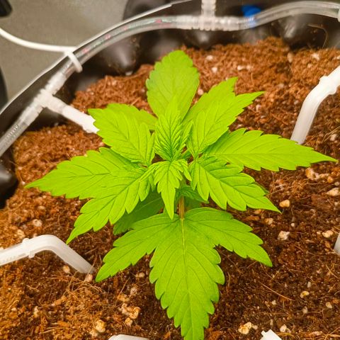 Неизвестный генетический growlog timeline photo