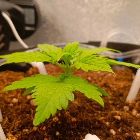 Неизвестный генетический growlog timeline photo