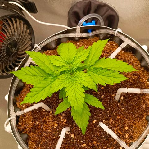 Неизвестный генетический growlog timeline photo