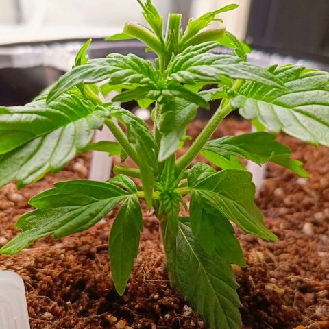 Неизвестный генетический growlog timeline photo