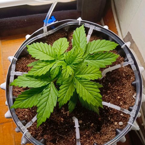 Неизвестный генетический growlog timeline photo