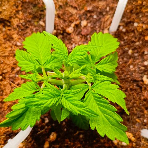 Неизвестный генетический growlog timeline photo