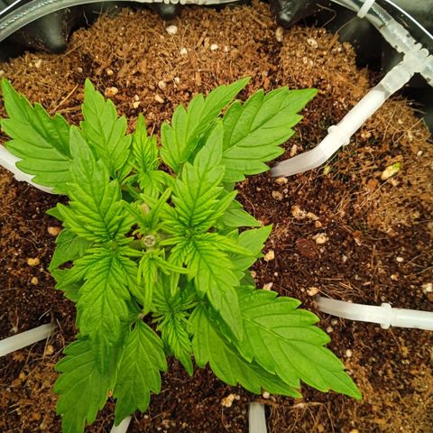 Неизвестный генетический growlog timeline photo