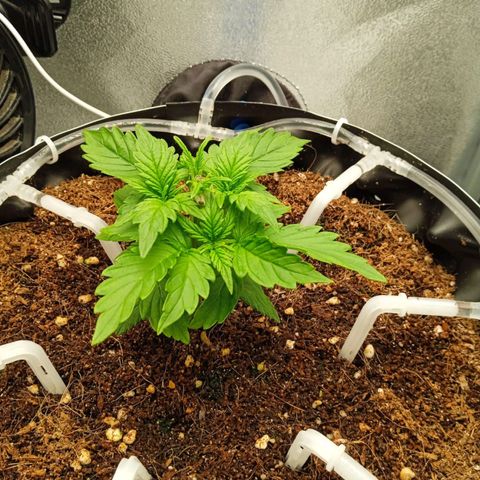 Неизвестный генетический growlog timeline photo