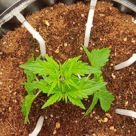 Неизвестный генетический growlog timeline photo