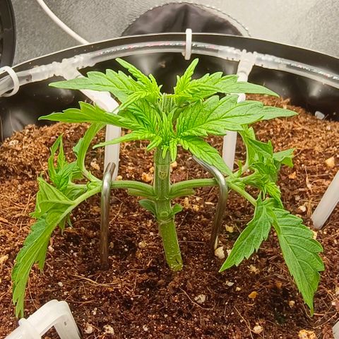 Неизвестный генетический growlog timeline photo