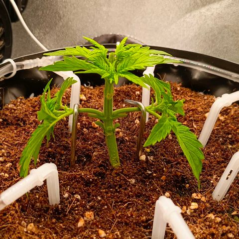 Неизвестный генетический growlog timeline photo
