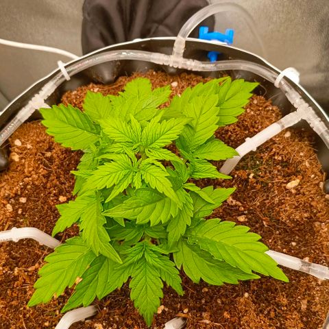Неизвестный генетический growlog photo: 1день предцвета 16/8