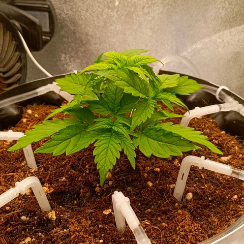 Неизвестный генетический growlog timeline photo