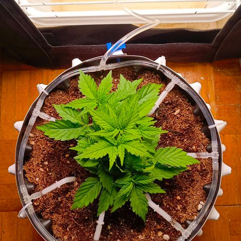 Неизвестный генетический growlog photo: Немного растянул и подрезал