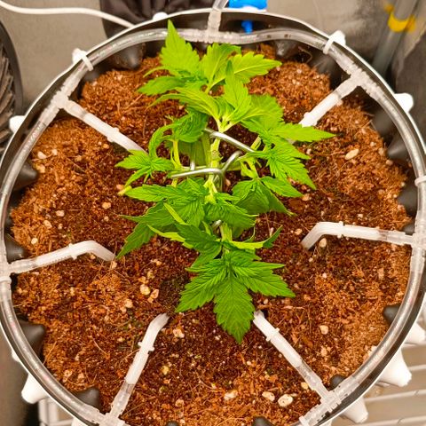 Неизвестный генетический growlog photo: Немного растянул и подрезал