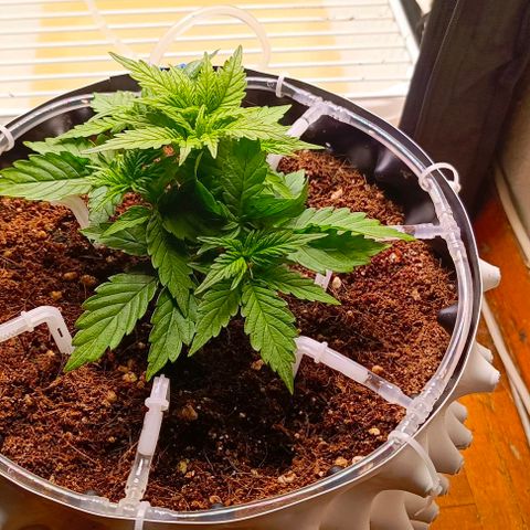 Неизвестный генетический growlog photo: Немного растянул и подрезал