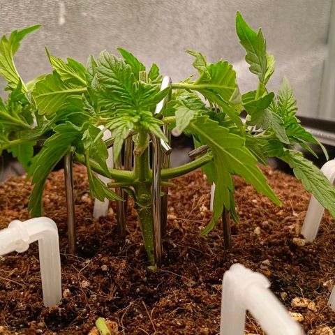 Неизвестный генетический growlog photo: Немного растянул и подрезал