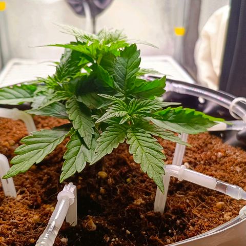 Неизвестный генетический growlog photo: Немного растянул и подрезал