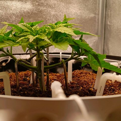 Неизвестный генетический growlog timeline photo