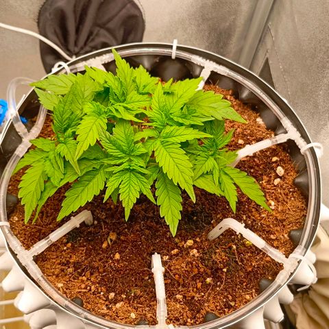 Неизвестный генетический growlog timeline photo