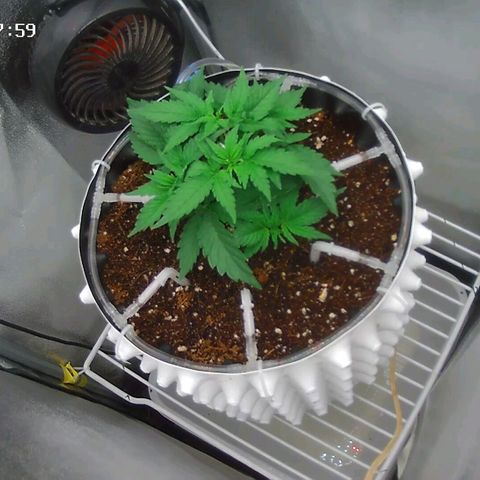 Неизвестный генетический growlog timeline photo