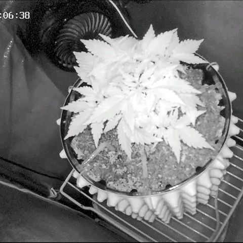 Неизвестный генетический growlog timeline photo