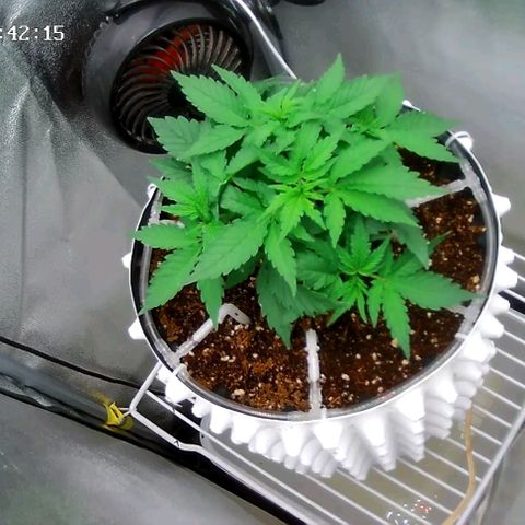 Неизвестный генетический growlog timeline photo