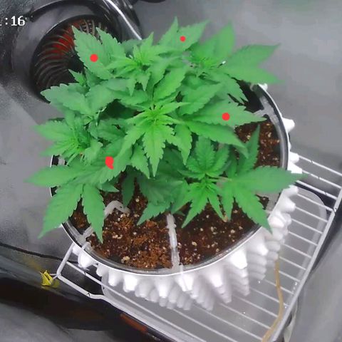 Неизвестный генетический growlog photo: Обрезал 4 лопуха