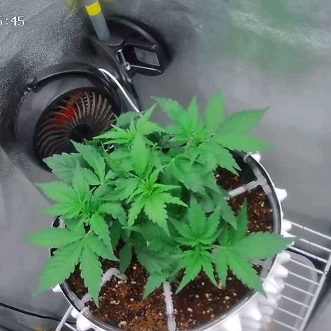 Неизвестный генетический growlog photo: Обрезал 4 лопуха