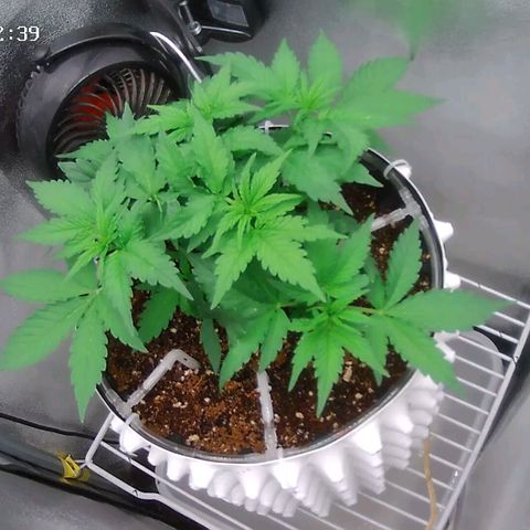Неизвестный генетический growlog timeline photo