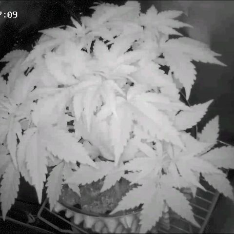 Неизвестный генетический growlog timeline photo