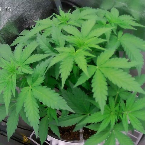 Неизвестный генетический growlog timeline photo