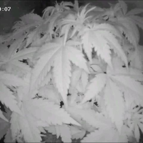 Неизвестный генетический growlog timeline photo