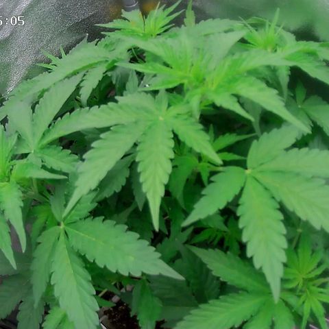 Неизвестный генетический growlog timeline photo