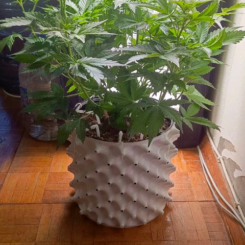 Неизвестный генетический growlog timeline photo