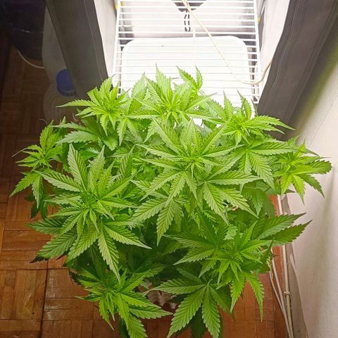 Неизвестный генетический growlog timeline photo