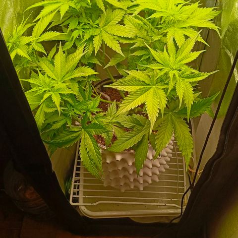 Неизвестный генетический growlog timeline photo