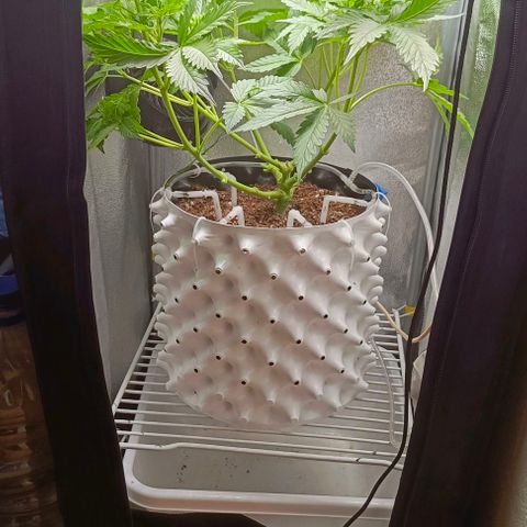 Неизвестный генетический growlog timeline photo