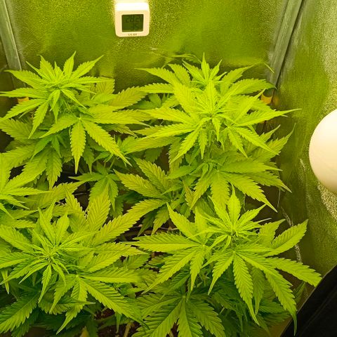 Неизвестный генетический growlog timeline photo