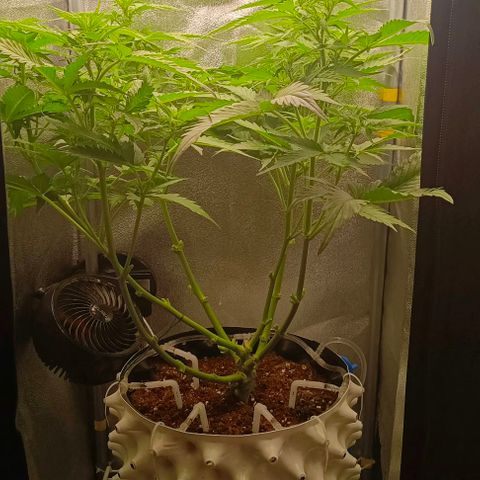 Неизвестный генетический growlog timeline photo