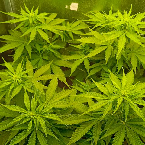 Неизвестный генетический growlog timeline photo