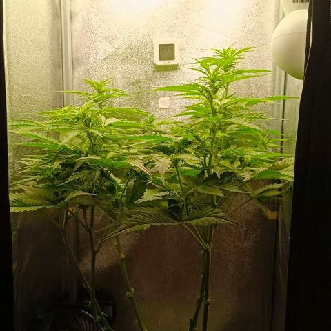 Неизвестный генетический growlog timeline photo