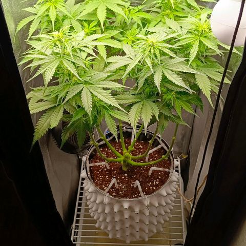 Неизвестный генетический growlog timeline photo
