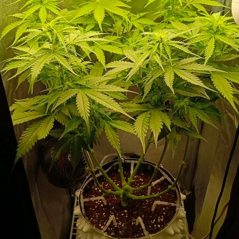 Неизвестный генетический growlog timeline photo