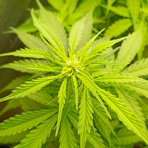 Неизвестный генетический growlog timeline photo