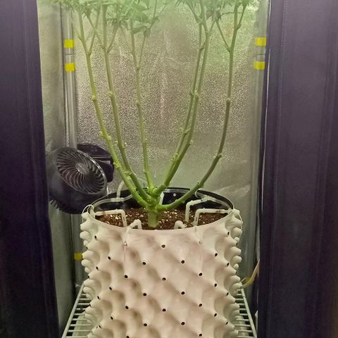 Неизвестный генетический growlog timeline photo