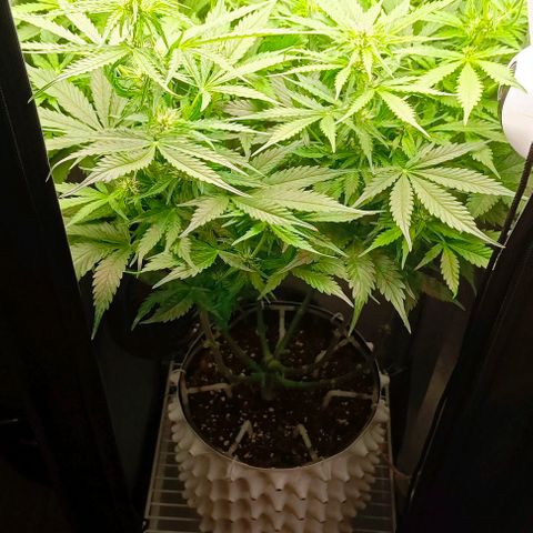 Неизвестный генетический growlog timeline photo