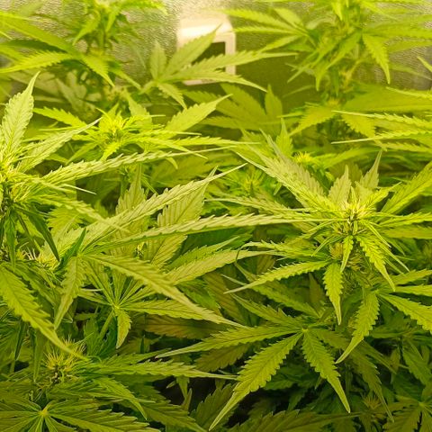 Неизвестный генетический growlog timeline photo