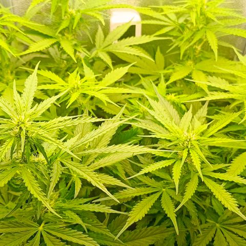 Неизвестный генетический growlog timeline photo