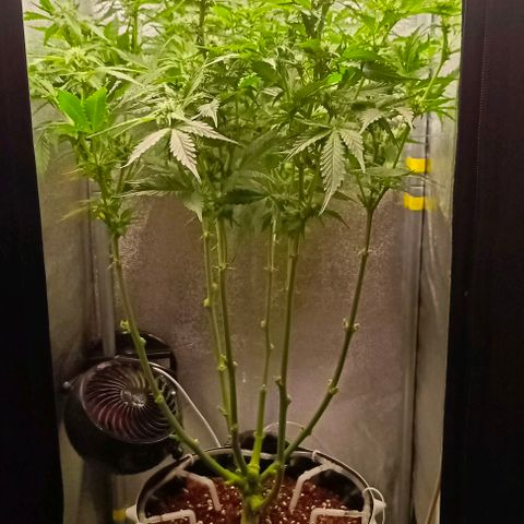 Неизвестный генетический growlog timeline photo