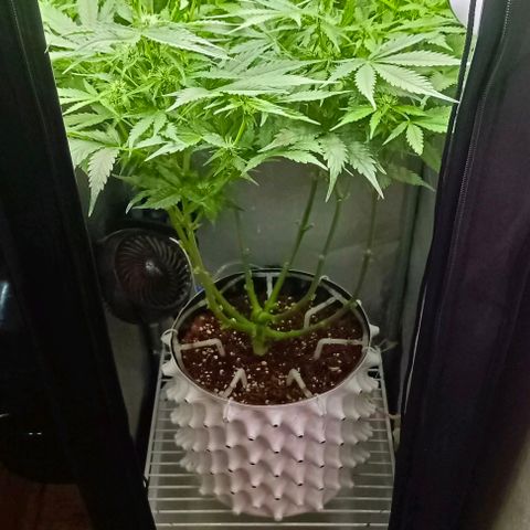 Неизвестный генетический growlog timeline photo
