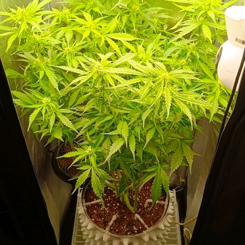 Неизвестный генетический growlog timeline photo