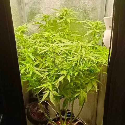 Неизвестный генетический growlog timeline photo